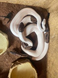 3 x Königspython Python Regius zu verschenken