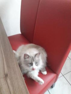 Liebevoller Ragdollkater sucht neues zu Hause
