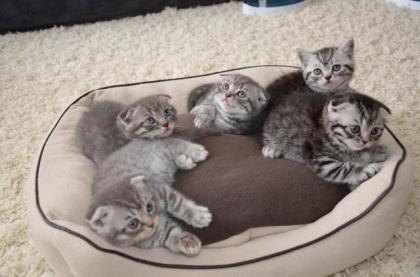 Süße BKH-Kitten suchen ein neues Zuhause