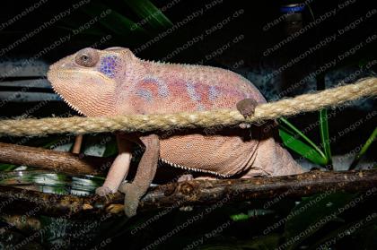 Pantherchamäleon Furcifer Pardalis Ambilobe DNZ Weibchen Pantherchameleon