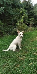 Fauna ist ein verspieltes Hundemädchen
