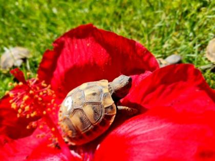 Griechische Landschildkröten Testudo Hermanni