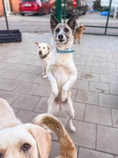 Tortilla. ist eine tolle, aktive und verspielte Hundedame