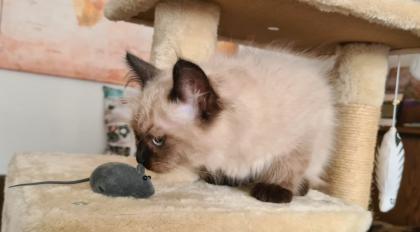 Wunderschöne Neva Masquarade Kater mit Stammbaum