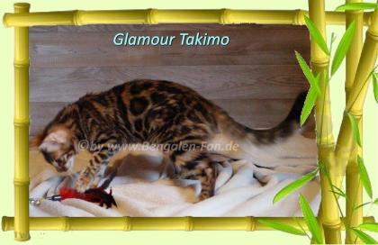 Cahsmere Bengal Kater sehr lieb pfiffig Evtl. sogar mit Zuchtfreigabe