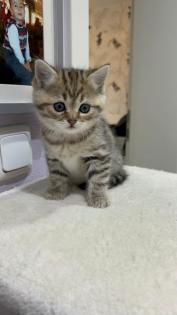 BKH Kitten