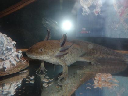 Verschiedene Axolotl im Auftrag wegen Beckenauflösung abzugeben