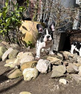 Wunderschöne Französische Bulldoggen