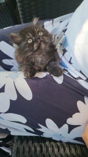 Perserkitten sucht ein neues haus