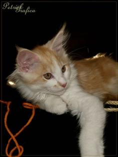 Unser maine Coon Junge Fillippo ein großes Schmusemonster.