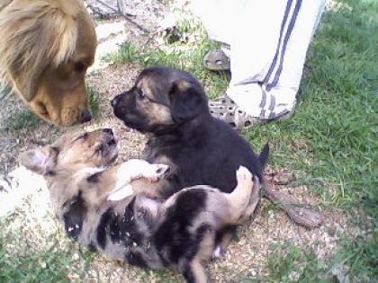 10 süße Goldenretriver Border collie mischlinge zu verkaufen 3 davon in blue