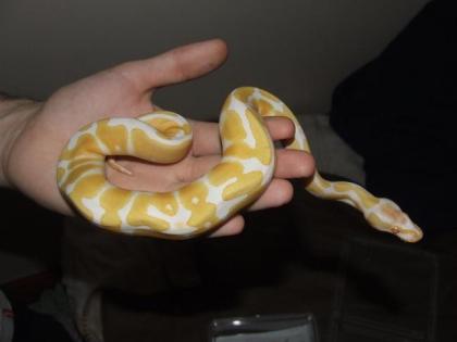 Verkaufe Königspython Piebald Albino