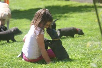 Wunderschöne Labradorwelpen in charcoal und schwarz
