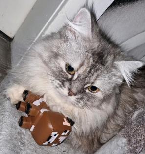 Katze weibchen kastriert
