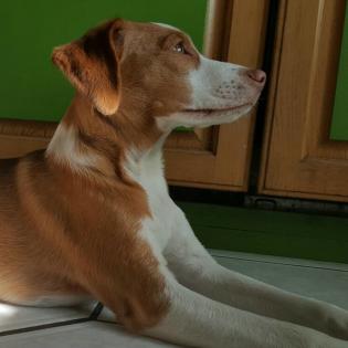 Colette sucht ein Zuhause