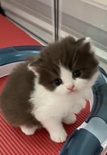 Süße BKH BLH Kitten mit Stammbaum