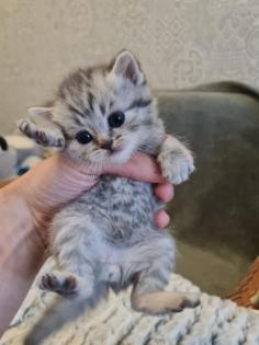 Süße Britisch Kurzhaar Kitten