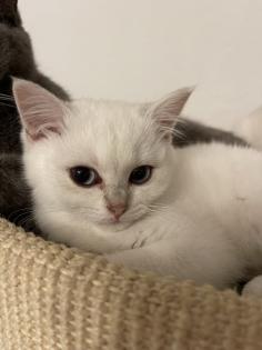 BKH kitten mit Stammbaum