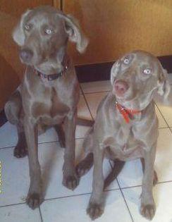 Weimaraner Rüdde Paul