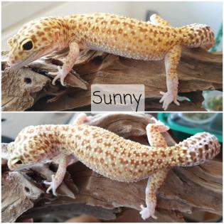 Leopardgecko von Privat
