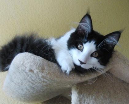 Wunderschöne Maine Coon Babys abzugeben