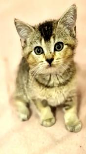 BKH Kitten suchen ein liebevolles neues Zuhause