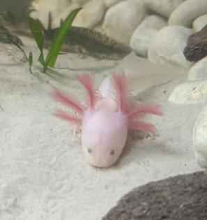 Axolotl Jungtiere, eigene Zucht, MV