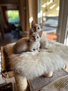 Snow Bengal Siam Kitten