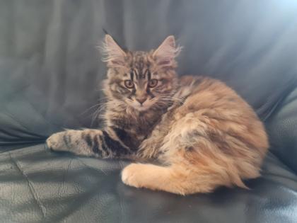 Maine Coon Kitte XXL abholbereit