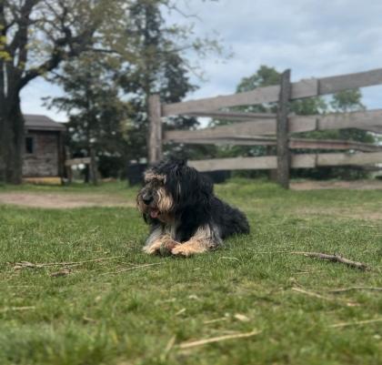 Lebensfroher Briard Mix sucht liebevolles Zuhause mit Garten