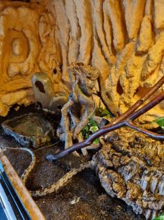 Terrarium mit Zubehör und Kornnatter zu verkaufen
