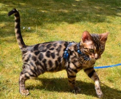 Bengal Kitten mit Stammbaum