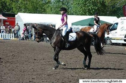 Schönes Bayerisches Warmblut