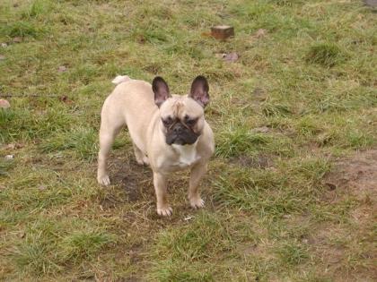 Deckrüde Französische Bulldogge aus Hamburg