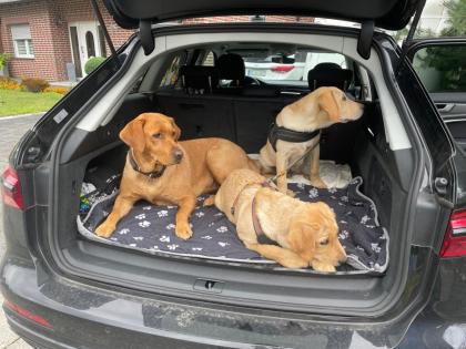 Unsere süßen Labrador Welpen