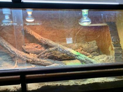 Bartagame mit Terrarium