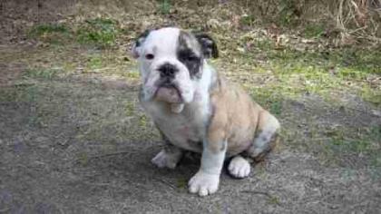 ENGLISCH BULLDOG ZUCHT HAT NOCH JUNGHUNDE ABZUGEBEN SCHAUEN SIE MAL AUF UNSERE