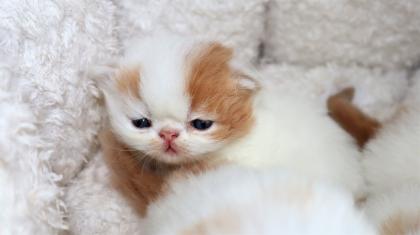 Exotic Shorthair und Perserkätzchen