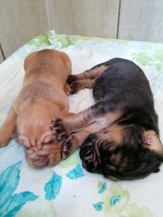 Bloodhound/Jagdhund/Mantrailer/Welpen/Familienhund