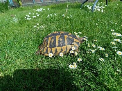 Junges erwachsenes Weibchen, griechische Landschildkröte mit Gelege