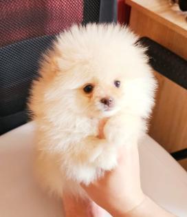 Zwergspitz/ Pomeranian
