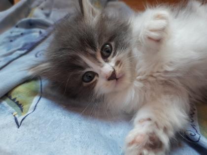 Maine coon Ragdoll Edelmix Kitten suchen tolles neues Zuhause