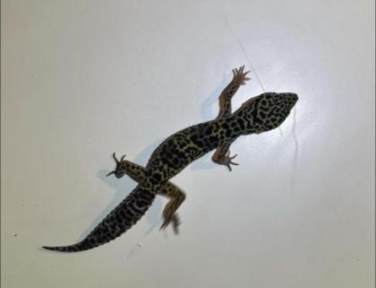 Leopardgeckos