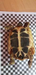 3 Griechische Landschildkröten mit Terrarium und Zubehör