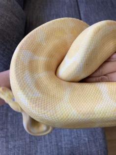 2 Königspythons inkl. Terrarien u. Zubehör abzugeben