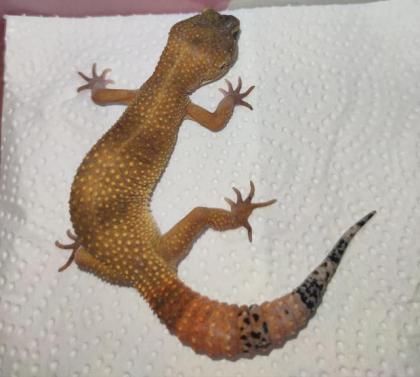 Leopardgeckos