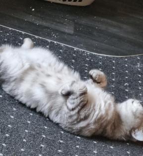 Bkh Deckkater Black Silber Tabby classic