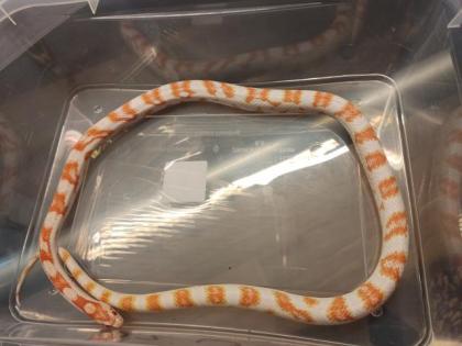 7 Kornnattern Weibchen Pied Sided Bloodred High White, Candycane, Anery Sunkisse