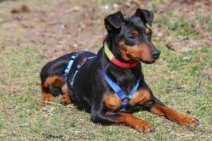ROOSVELT - männlich 2 Jahre 27 cm 5 kg Rehpinscher Gechipt Kastriert