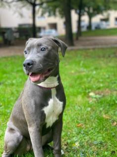 Blue American stefford Labrador mix